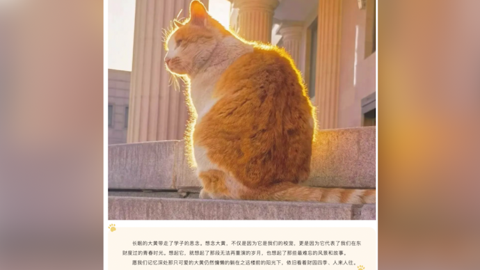 东北财大为15岁猫咪发布讣告：它让人想起难忘的风景和故事