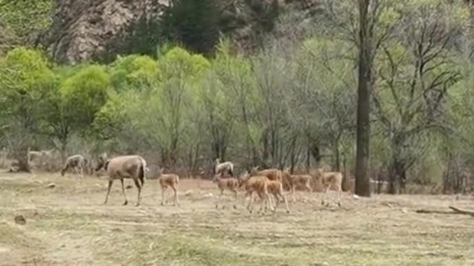 9只幼崽降生，内蒙古大青山野放麋鹿种群成功繁衍第一代