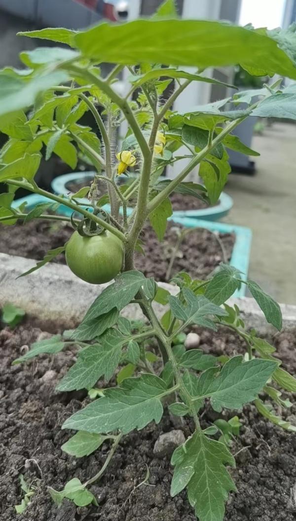 阳台上种的番茄 作者供图