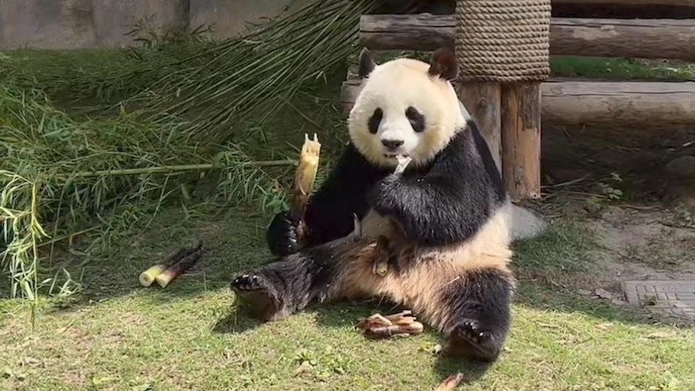 大熊猫啃食竹子，咀嚼声音堪比“吃播”，十分解压