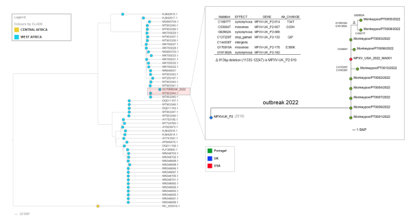 图一:葡萄牙约翰.保罗.戈麦斯团队绘制的猴痘病毒基因进化树