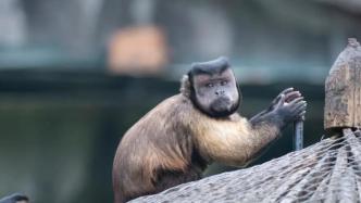 长沙一动物园有18只“国字脸”猴，因为打架被分居两区