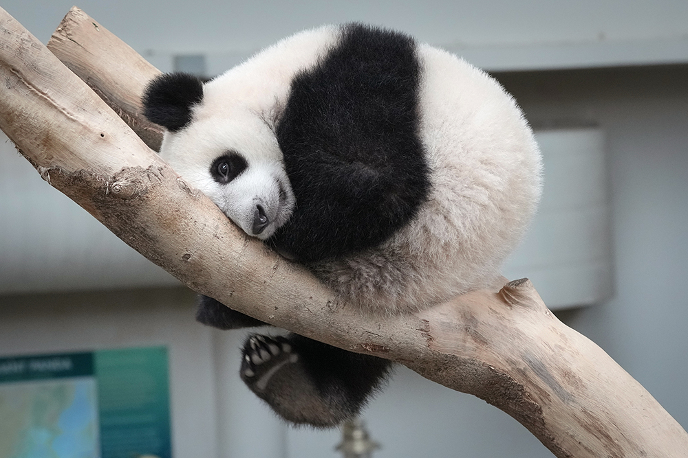 当地时间2022年5月25日，马来西亚吉隆坡国家动物园内，大熊猫“升谊”在户外休闲玩耍。