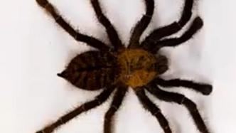 深圳邮局海关查获2只体长约8厘米的巨型蜘蛛