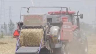 安徽宿松：27万余亩小麦陆续进入成熟收割期