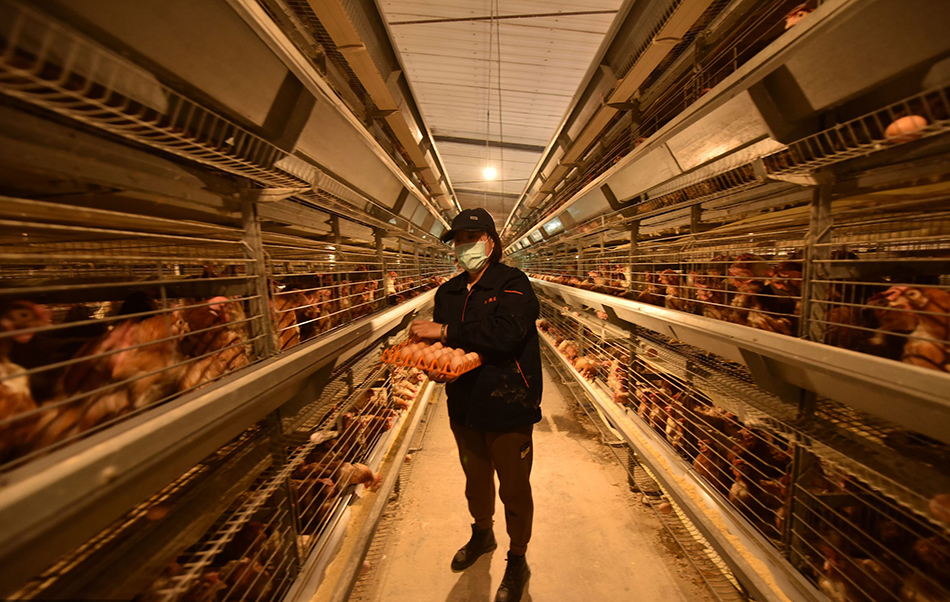 2022年2月21日，山东聊城，茌平区冯官屯镇义成畜禽养殖基地，工人在忙着给蛋鸡添加饲料，捡拾鸡蛋、整理装盘鸡蛋。 视觉中国 图