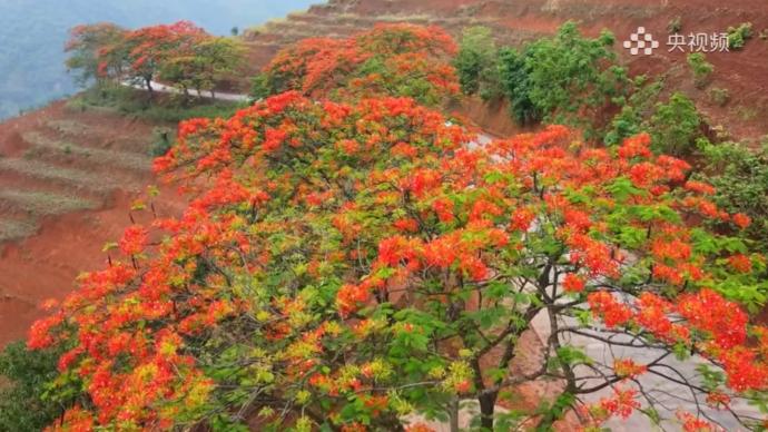 凤凰花开点燃初夏，延绵怒江两岸三公里