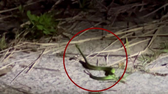 40公分長(zhǎng)毒蛇“竹葉青”蜷縮汽車(chē)車(chē)底，消防緊急出動(dòng)