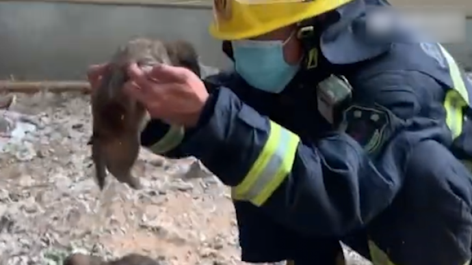 消防员从火场救出奶狗，带回消防队治疗