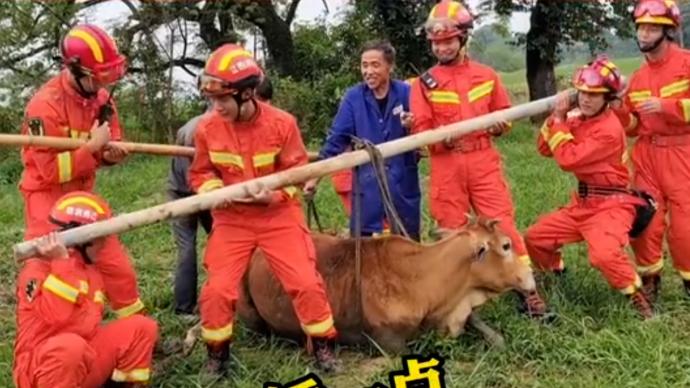 500斤黄牛陷入淤泥，7名消防员合力扛出