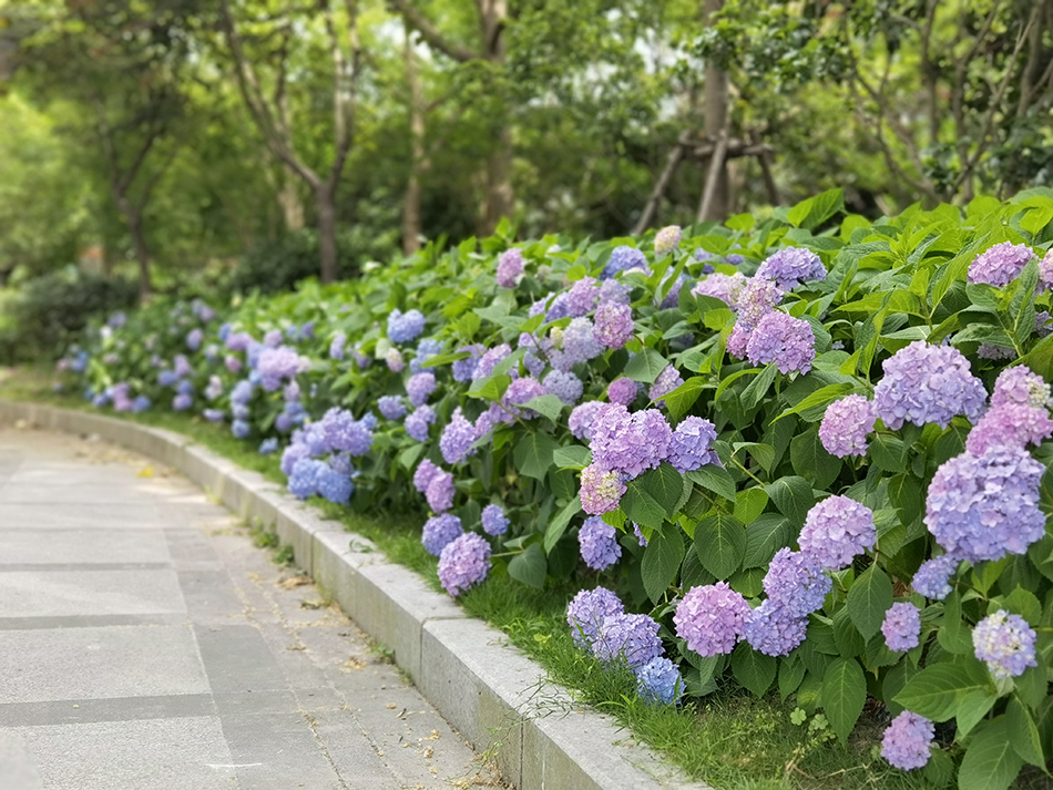 公路绿化花卉品种图片