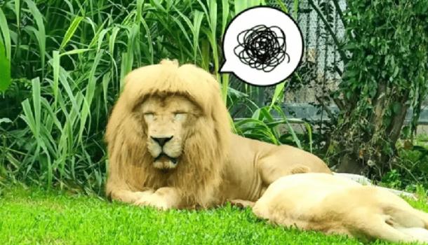 谁给它剪的头发来看广州动物园的齐刘海狮子