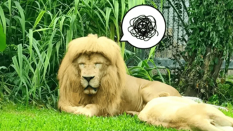 直播录像丨谁给它剪的头发？来看广州动物园的“齐刘海”狮子！