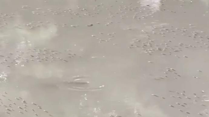 杭州一河里密密麻麻的小魚像芝麻粒,網(wǎng)友:密集恐懼癥要犯了