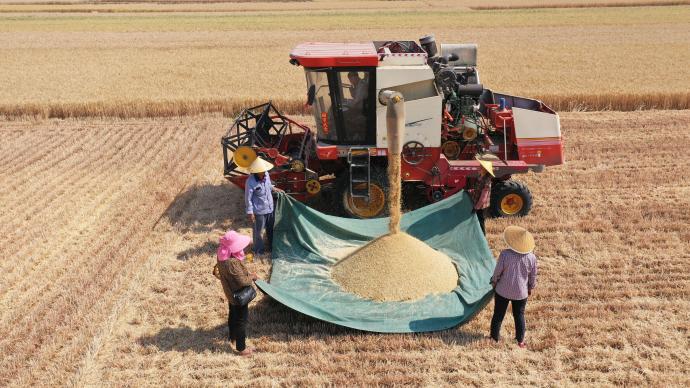 农业部：一个月内，全国将努力实现3.3亿多亩小麦颗粒归仓