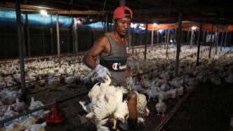 马来西亚禁活鸡出口，新加坡招牌美食海南鸡饭面临供应短缺