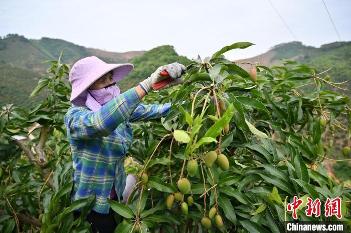 在百色市田东县东养芒果核心示范区，工人修剪芒果枝叶。 俞靖 摄