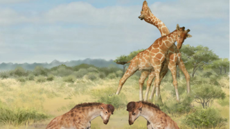 长颈鹿的脖子为什么这么长？中国团队在Science发布最新研究