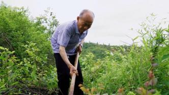 30年开荒种树，他是村民的绿色榜样