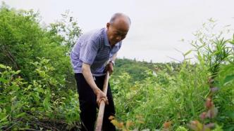30年開(kāi)荒種樹(shù)，他是村民的綠色榜樣