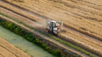 农业农村部：全国“三夏”麦收进度过半