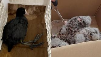 白骨顶鸡和雀鹰！上海奉贤警民合力连续救助两类保护动物