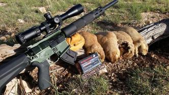 美参院少数党党鞭为拥枪权辩护：可用AR-15射杀有害动物