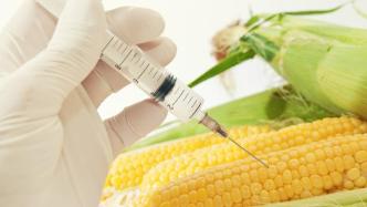 国家级转基因大豆玉米品种审定标准印发