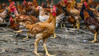 马活鸡出口禁令一周后：新加坡仍能买到活鸡，但库存不多了