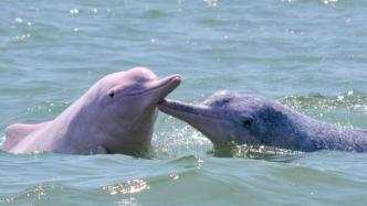 世界海洋日丨中华白海豚和它的朋友们