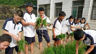 杭州一中学劳动教育含下田插秧：学生全程体验杂交水稻种植