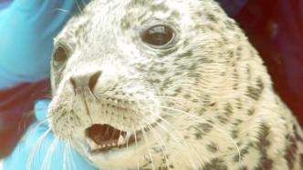 两头被救助的斑海豹放归大海，守护可爱的“渤海精灵”