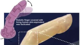 机械手指上“长出”活体人类皮肤：具有防水和自愈功能
