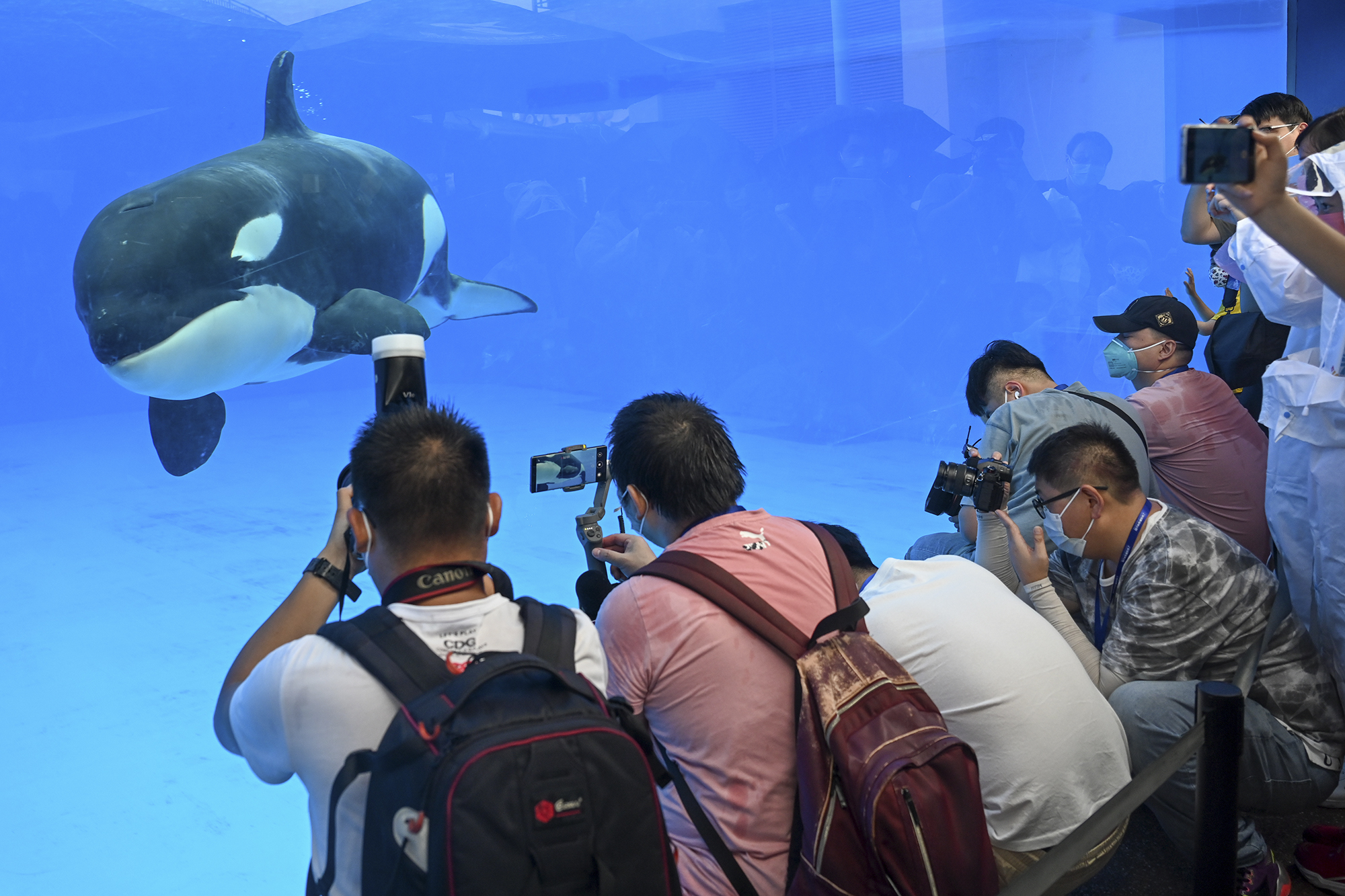 2022年6月12日，上海海昌海洋公园，国内首只沪籍虎鲸宝宝初度在搭客眼前亮相。本文图片均为新闻记者 朱伟辉 图