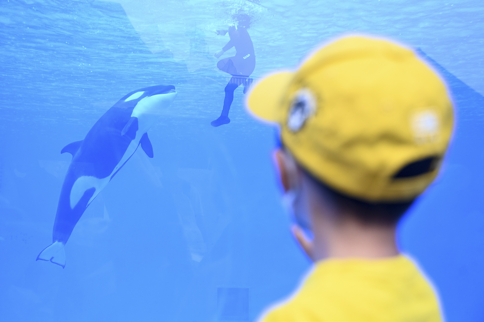 2022年6月12日，上海海昌海洋公园，小至好在视察虎鲸宝宝和驯养员互动。