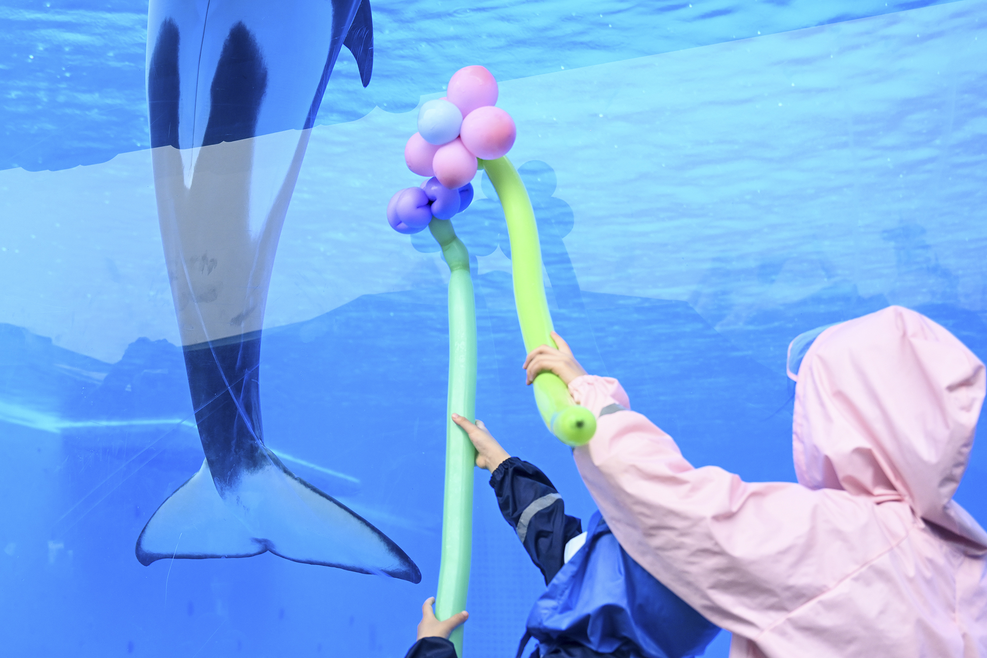 2022年6月12日，上海海昌海洋公园，小至好和虎鲸宝宝互动。