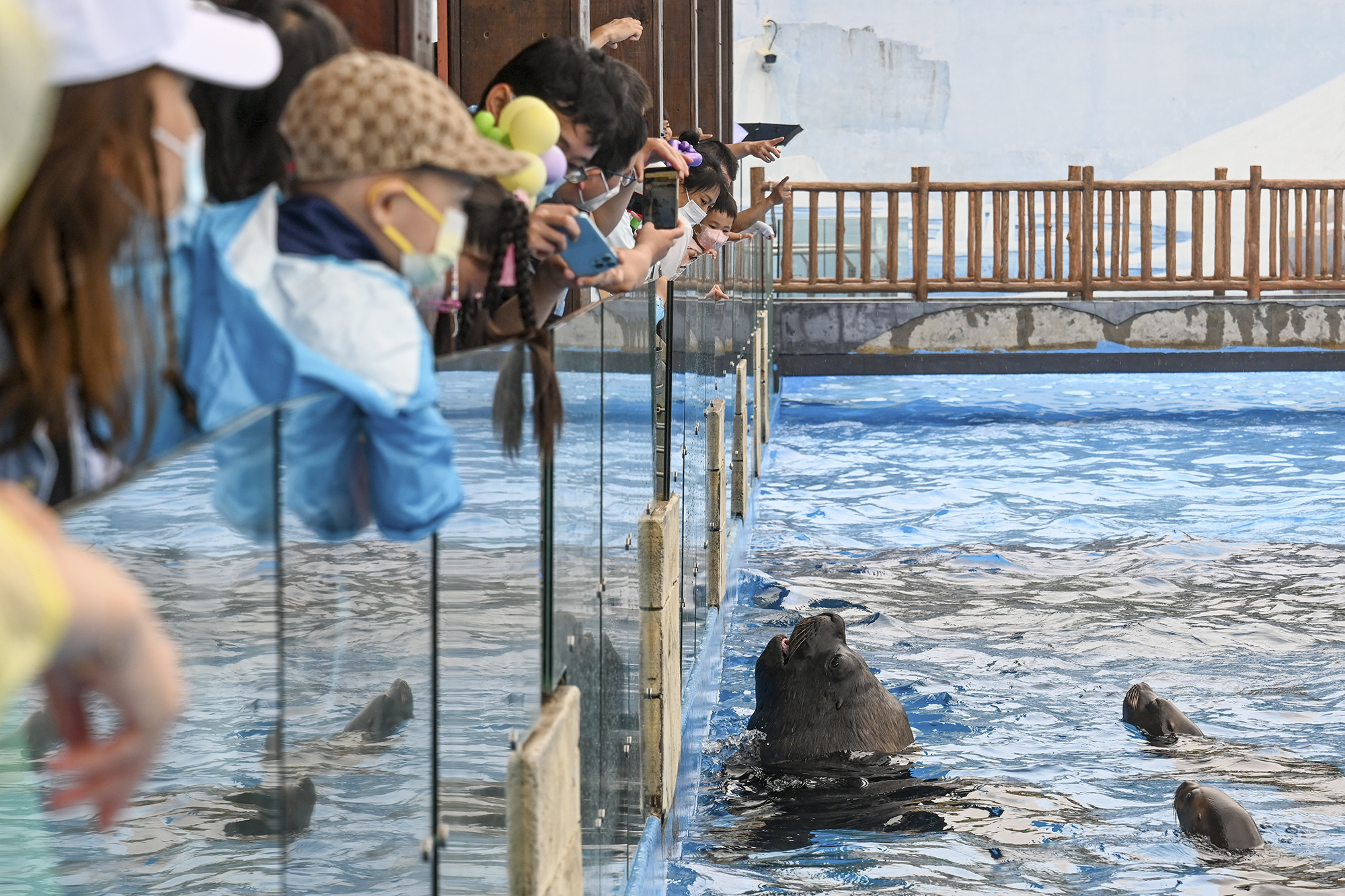 2022年6月12日，上海海昌海洋公园，搭客在和海狮互动。