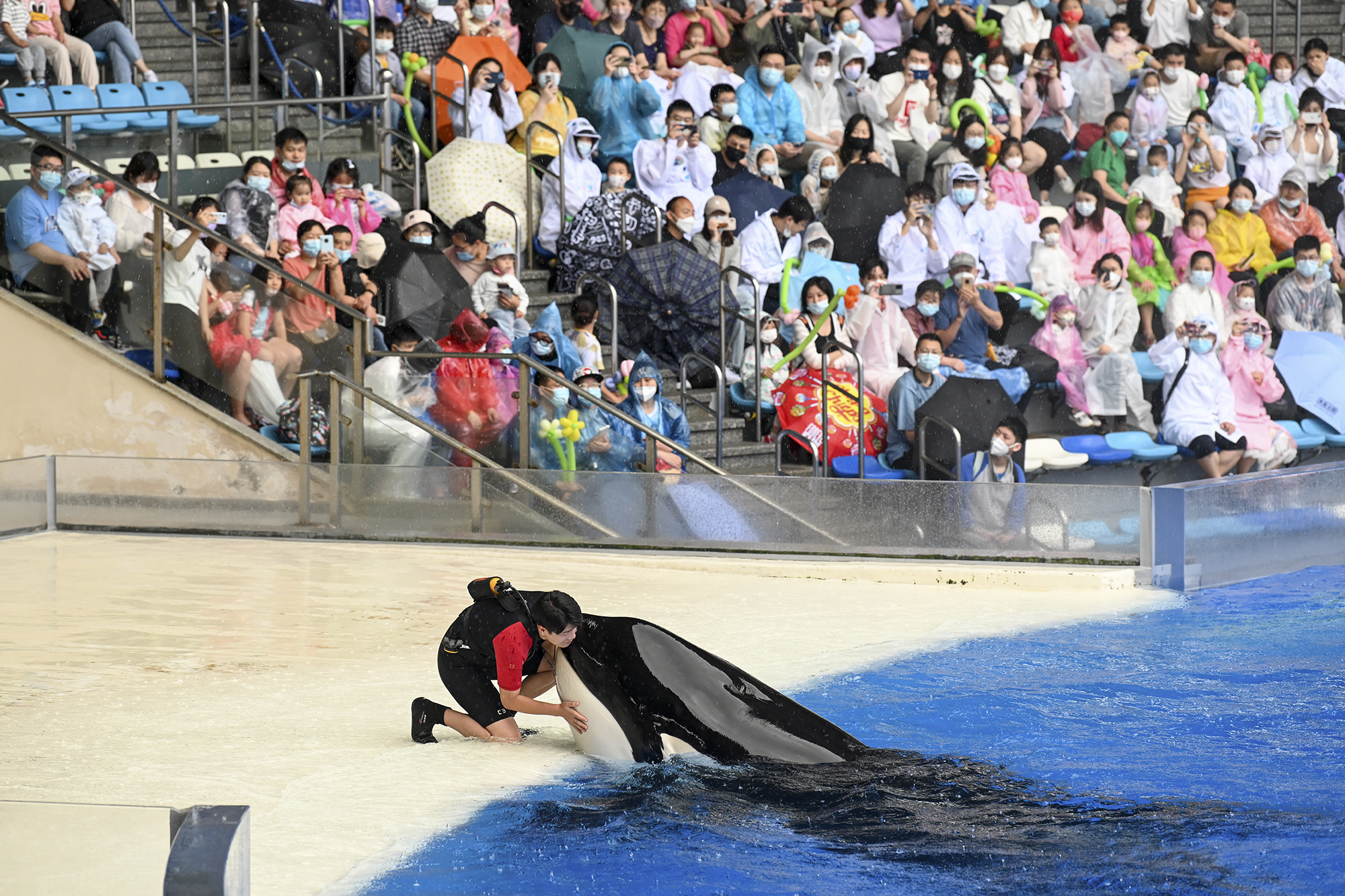 2022年6月12日，上海海昌海洋公园，驯养员和虎鲸互动。