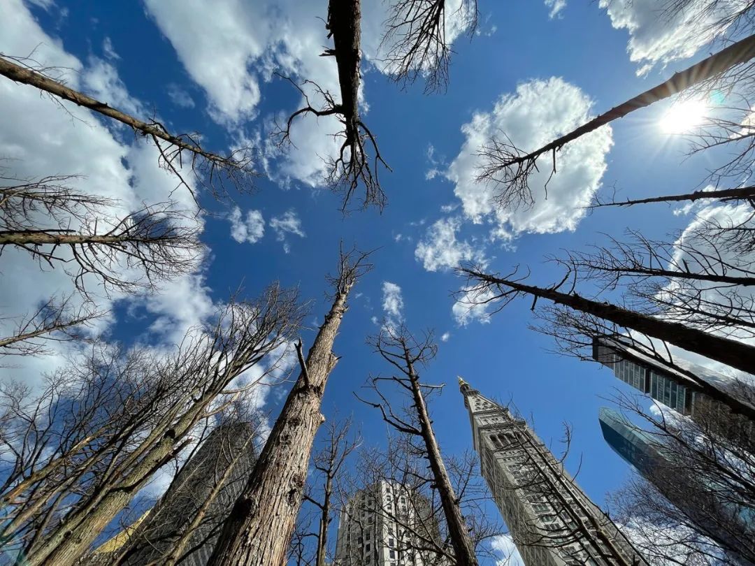 阳魂森林，2021年，纽约州麦迪逊广场公园，纽约，纽约麦迪逊广场公园惩励委员会录用2021年5月10日至11月14日49棵年夜西洋雪松（36至46英尺） 照像：Maya Lin Studio /安迪·罗默（Andy Romer），由MSPC求应