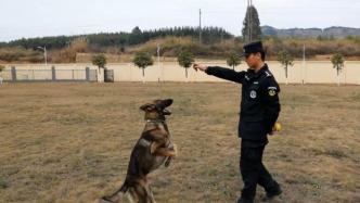 警犬训导员苏亚伟：我和我的功勋“战友”