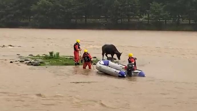 大雨过后牛被困江中孤岛，消防员开冲锋舟救援