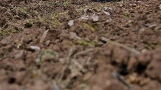 南师大师生团队创建土壤“体检”数据库，让退化土壤恢复活力