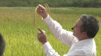 中国水稻技术助力尼日利亚粮食增产