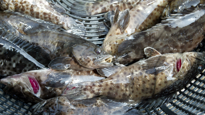 海关总署暂停台湾石斑鱼输往大陆，国台办：正常安全防范举措