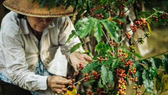 咖啡之“恶”——越南，黑暗的中心
