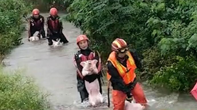 广西贵港：洪水围困养殖场，消防员“抱”出210头小猪
