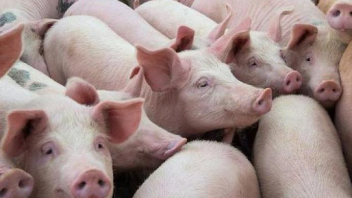 发改委：随着下半年猪肉消费逐步增加，生猪价格可望总体回升