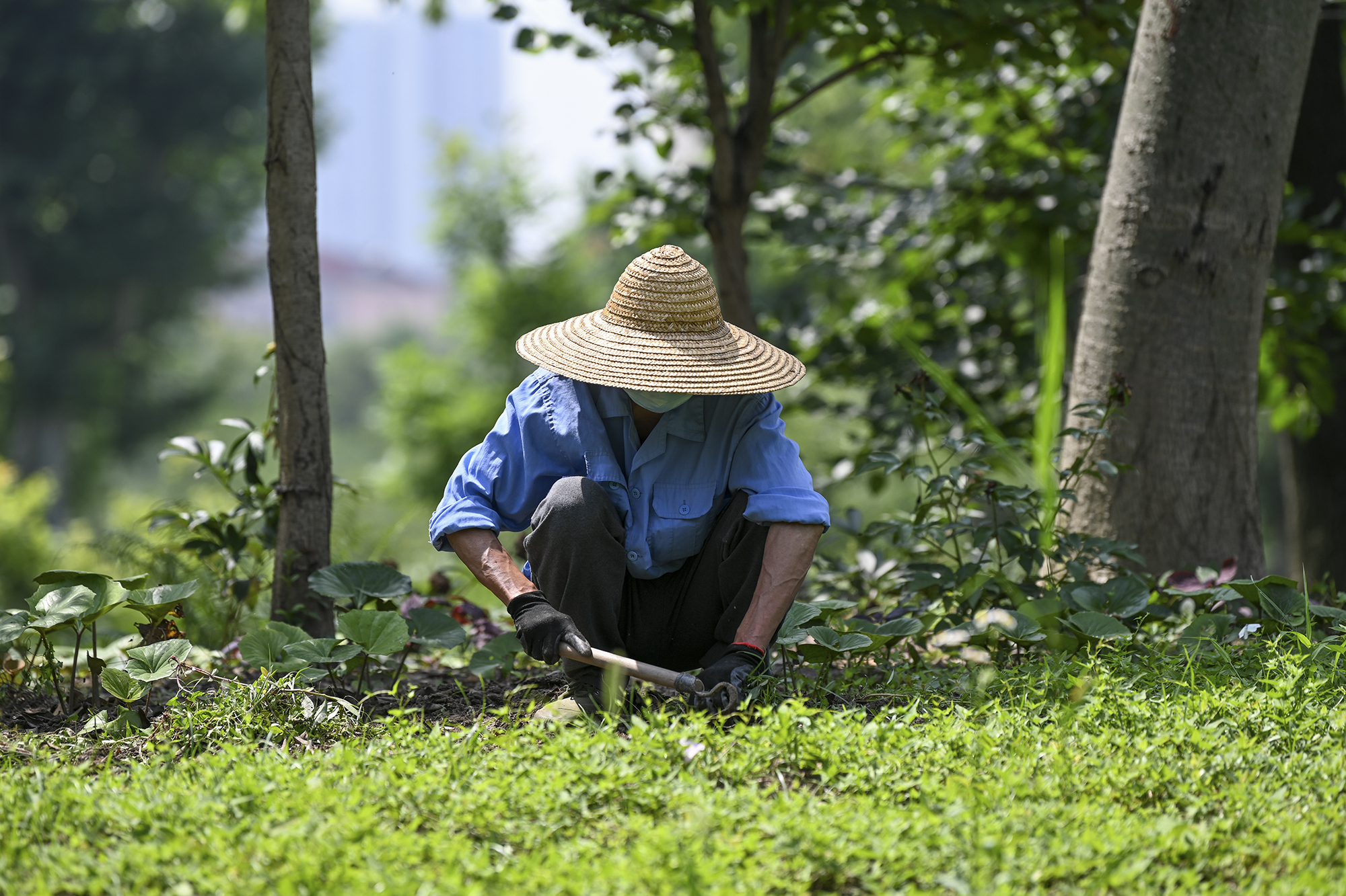 除草图片真实图片图片