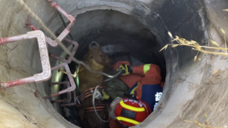 百斤重的金毛犬坠井被困一夜，消防下井救出