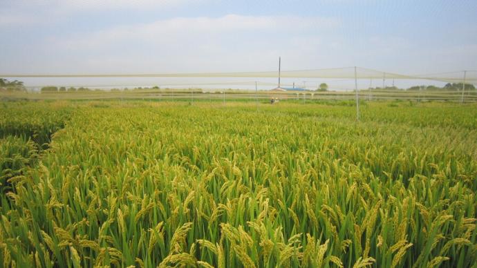 大國“糧”策丨天太熱水稻也受不了，上?？茖W家種的新品系卻增加了20%產量